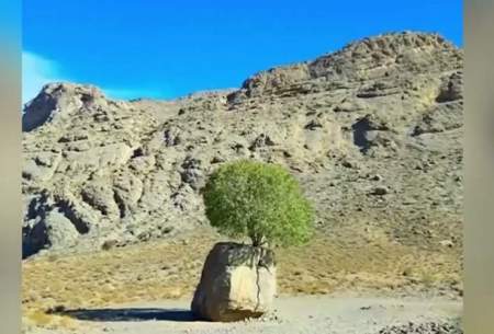 درختی که ایرانی‌ها را شگفت‌زده کرد /فیلم
