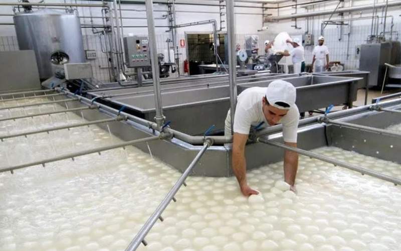 چگونه پنیر موزارلا در کارخانه تولید می شود؟