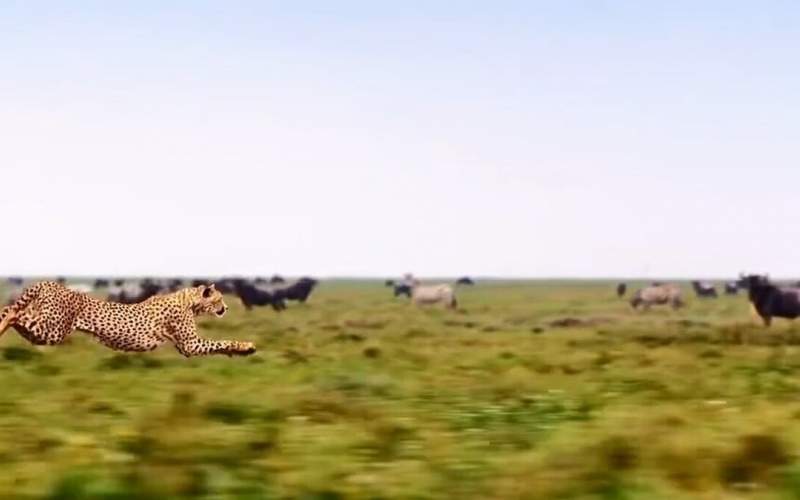 شکوه یوزپلنگ هنگام دویدن به دنبال شکار
