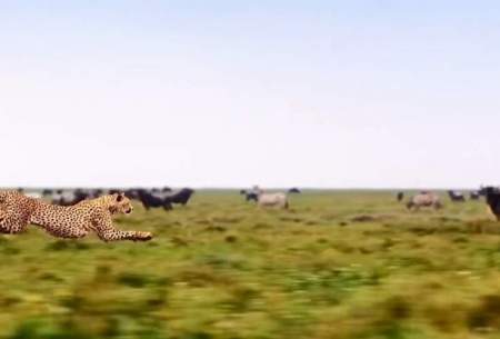 شکوه یوزپلنگ هنگام دویدن به دنبال شکار