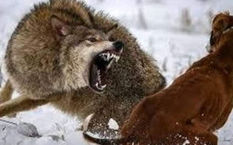 حمله دو گرگ به سگی که بسته شده بود/فیلم
