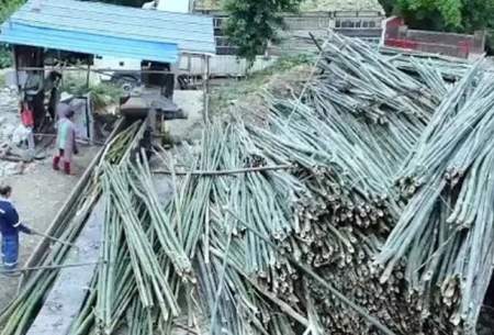 فرآیندشگفت انگیز تولید کاغذ بامبو در کارخانه