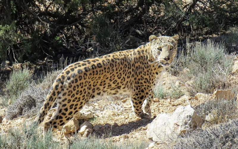 ورود ناگهانی یک پلنگ به دفتر تالار عروسی