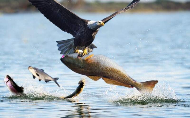 شکار لحظه‌ها از عقاب در حال صید ماهی