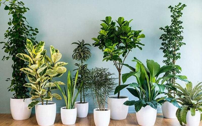 گیاهان آپارتمانی که استرس خانه را محو می‌کنند
