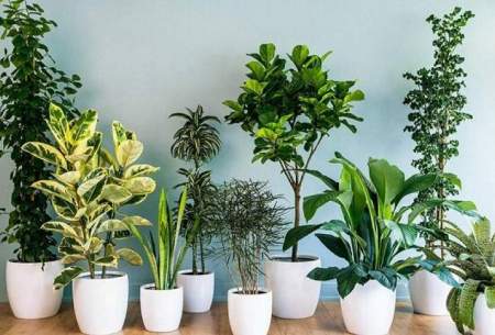 گیاهان آپارتمانی که استرس خانه را محو می‌کنند