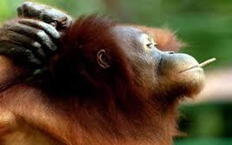 وقتی اورانگوتان‌ها بچه شیر را به تلافی می‌دزدند
