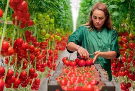 فرآیند پرورش گوجه فرنگی در یک گلخانه پیشرفته