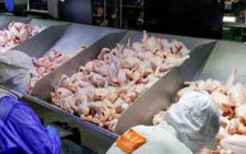 برش و بسته بندی میلیون ها مرغ در کارخانه