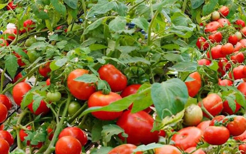به همین سادگی در خانه گوجه فرنگی پرورش دهید
