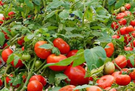 به همین سادگی در خانه گوجه فرنگی پرورش دهید