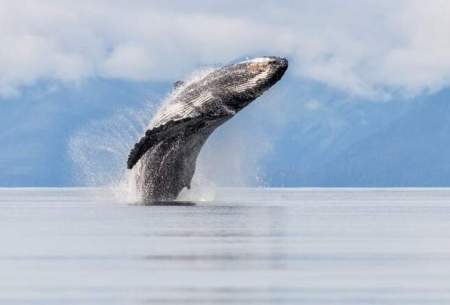 استراتژی نهنگ‌های قاتل برای شکار یک فک دریایی