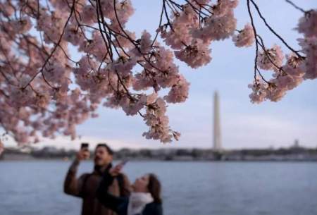 شکوفه‌های گیلاس در بهار واشنگتن /فیلم