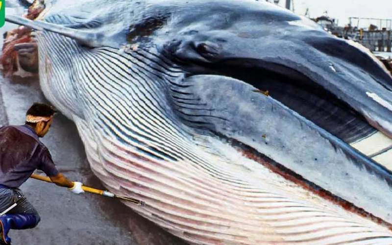 فرآیند صید،برش و پردازش گوشت نهنگ در ژاپن