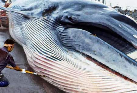 فرآیند صید،برش و پردازش گوشت نهنگ در ژاپن