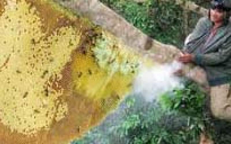 برداشت عسل وحشی در جنگل های سنگاپور