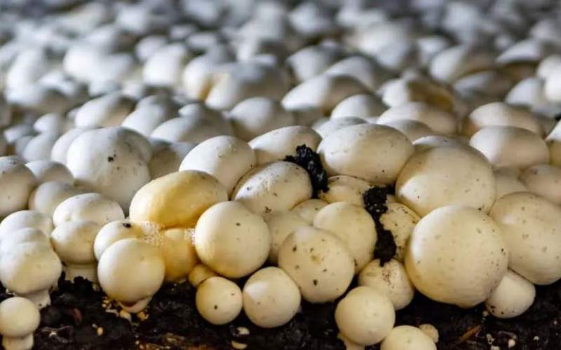 فرآیند پرورش و برداشت میلیون ها قارچ در کارخانه