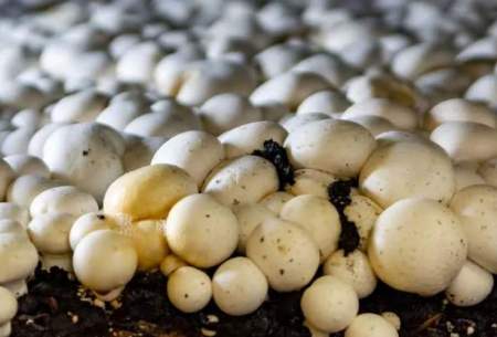 فرآیند پرورش و برداشت میلیون ها قارچ در کارخانه