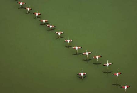 پرواز تماشایی فلامینگوها بر فراز تالاب میانکاله