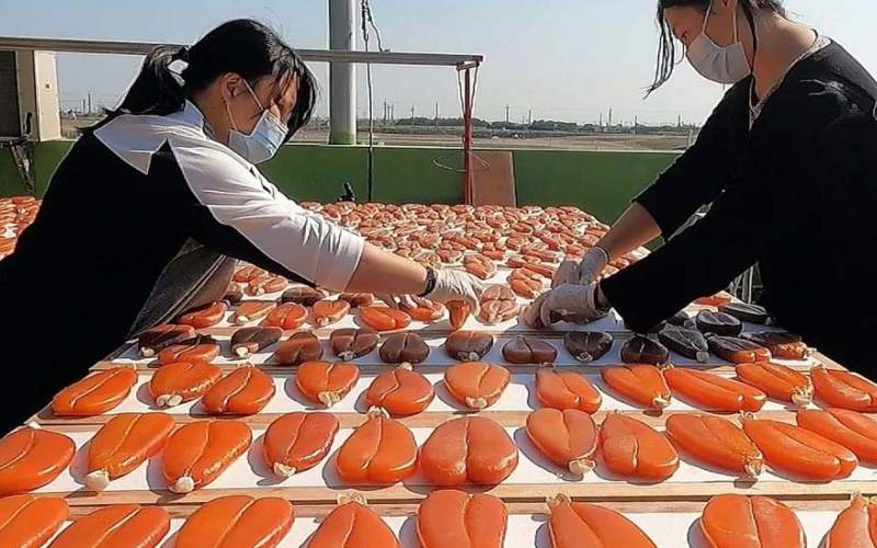 فرآیند فرآوری هزاران کیلو تخم ماهی کفال/فیلم