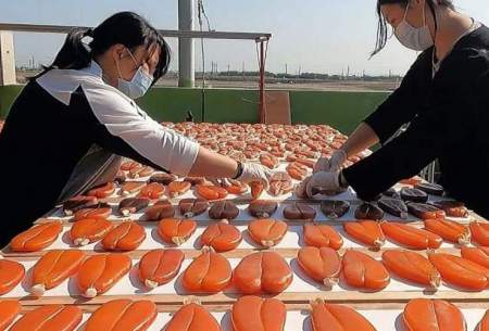 فرآیند فرآوری هزاران کیلو تخم ماهی کفال/فیلم