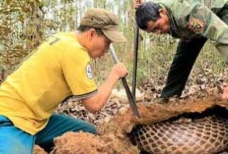 لحظه شکار شاه مارهای کبرای بزرگ در ویتنام