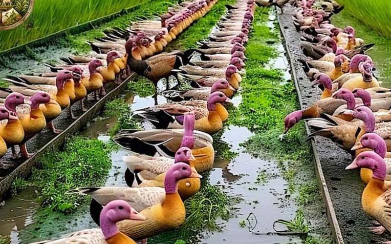 از مزرعه پرورش اردک تا کارخانه بسته بندی