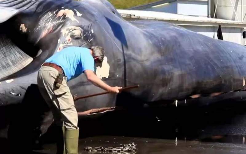 صید و پردازش یک نهنگ غول پیکر 36 تنی