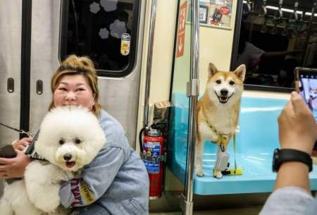 متروی دوستدار حیوانات خانگی شروع به کار کرد