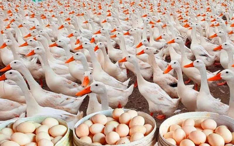 فرآیند پرورش میلیون ها اردک در مزارع چین