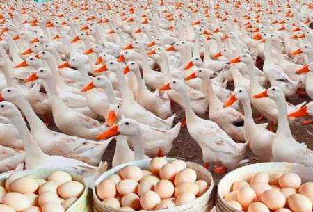 فرآیند پرورش میلیون ها اردک در مزارع چین