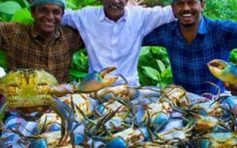 فرآیند پخت آبگوشت خرچنگ به روش جالب هندی