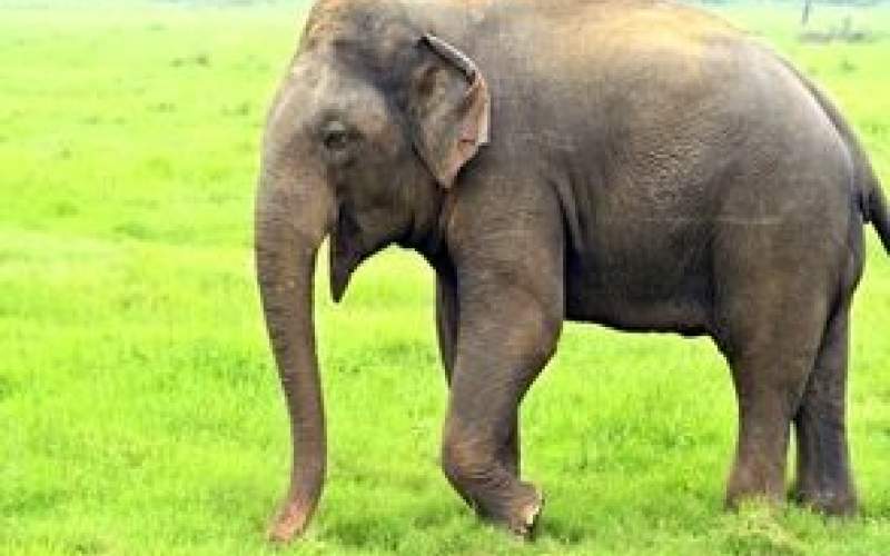 کشته شدن یک گردشگر توسط فیل خشمگین