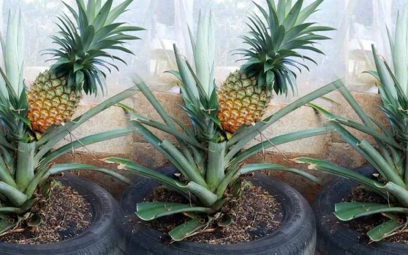 یک ایده خلاقانه برای کاشت و برداشت آناناس