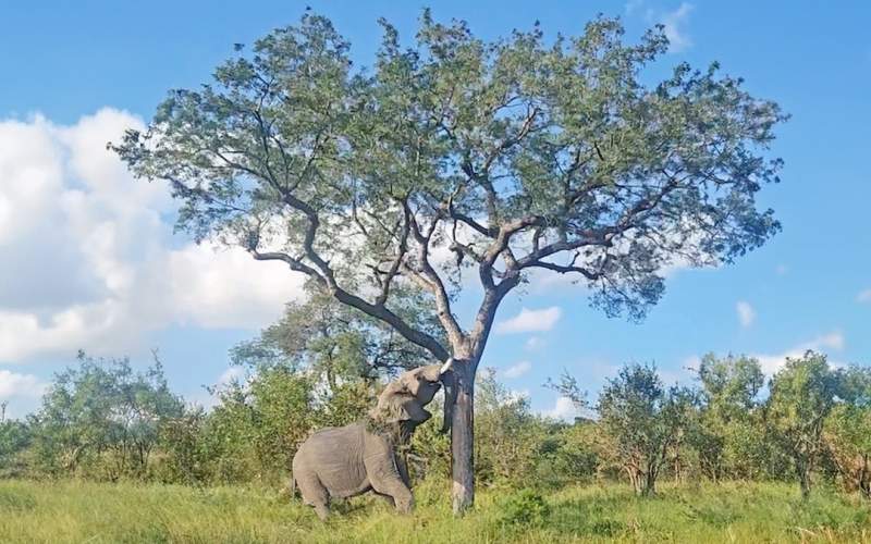 قدرت فیل در سرنگون کردن یک درخت/فیلم