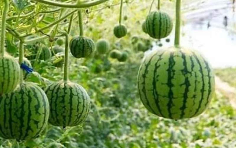 روشی جالب برای کاشت و برداش هندوانه