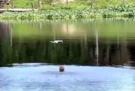 پرش حیرت‌انگیز یک تمساح برای شکار پهپاد