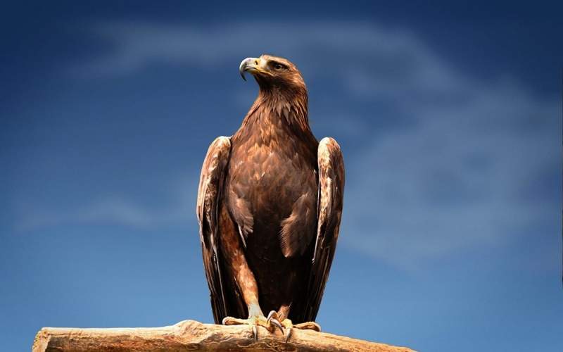 شکار بی نظیر و ماهرانه عقاب طلایی در آسمان