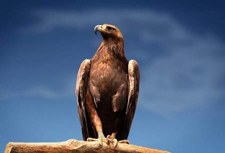 شکار بی نظیر و ماهرانه عقاب طلایی در آسمان