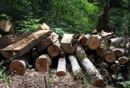 فاجعه قطع درختان ۷۰ ساله در جنگل بهشهر