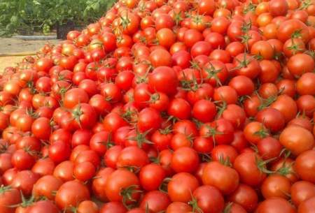 جمع آوری گوجه فرنگی از سطح بازار 