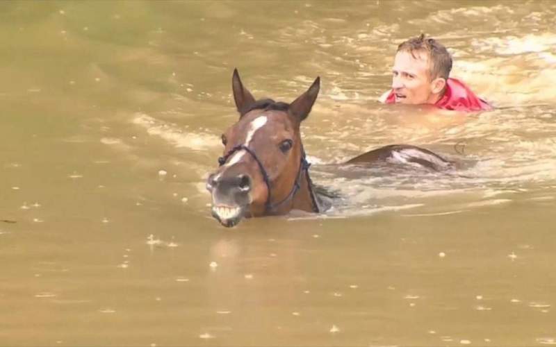 نجات اسب‌های گرفتار از سیل تگزاس