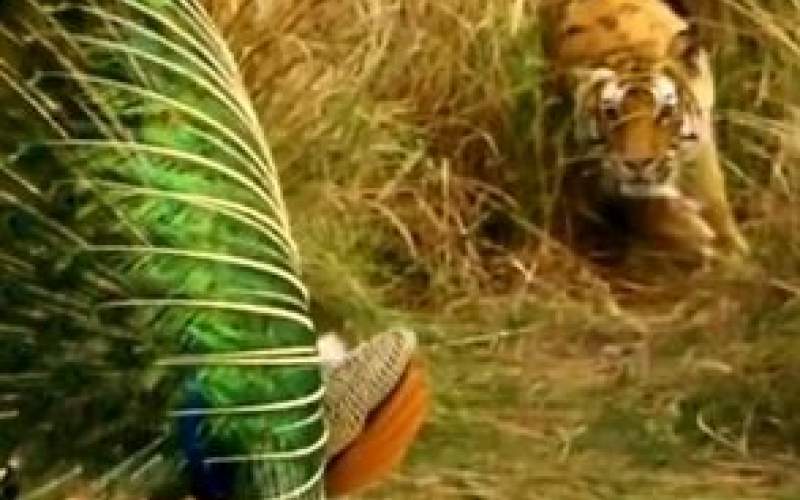 تلاش ببر برای شکار طاووس زیبا /فیلم
