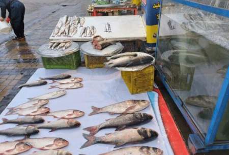 قیمت انواع ماهی ۲۵ فروردین ۱۴۰۳/جدول