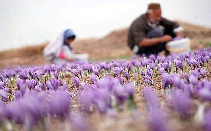 ۸۰ درصد زعفران تولیدی صادر می شود