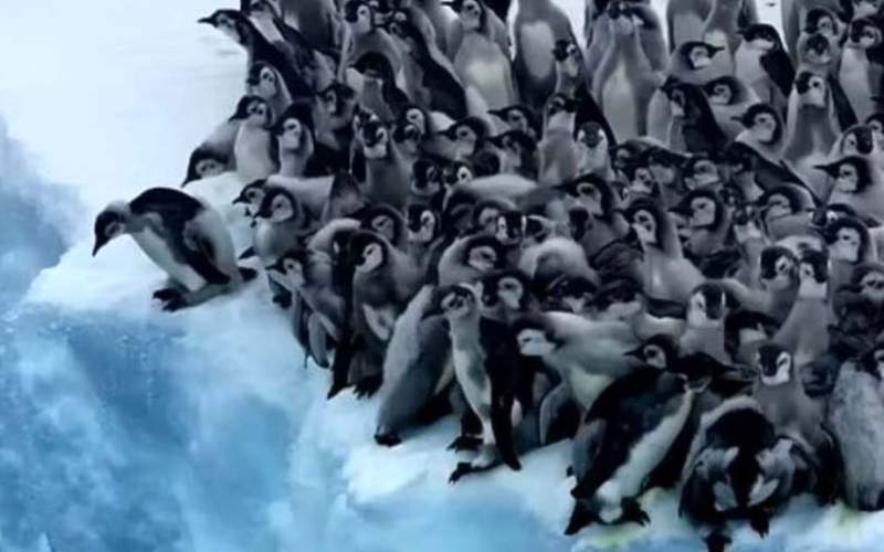 لحظه‌ی دلهره‌آور اولین شیرجه جوجه پنگوئن‌ها