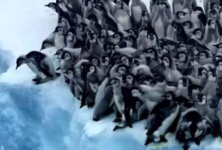 لحظه‌ی دلهره‌آور اولین شیرجه جوجه پنگوئن‌ها