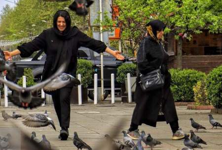 پرندگان میدان شهرداری رشت  