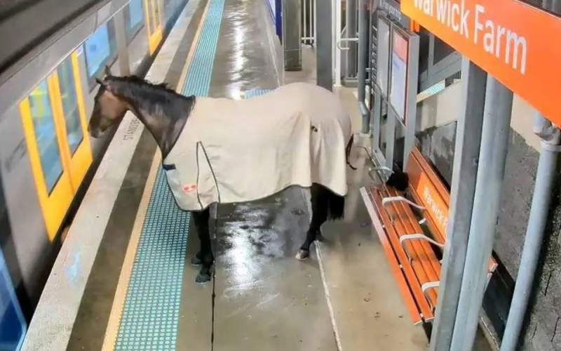 اسبی که می‌خواست سوار متروی سیدنی شود