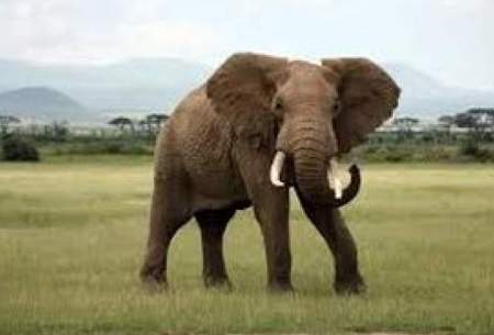 این فیل در جاده از خودروها عوارض می‌گیرد